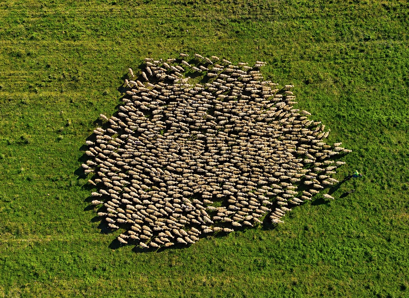 El rebaño de los Aran
